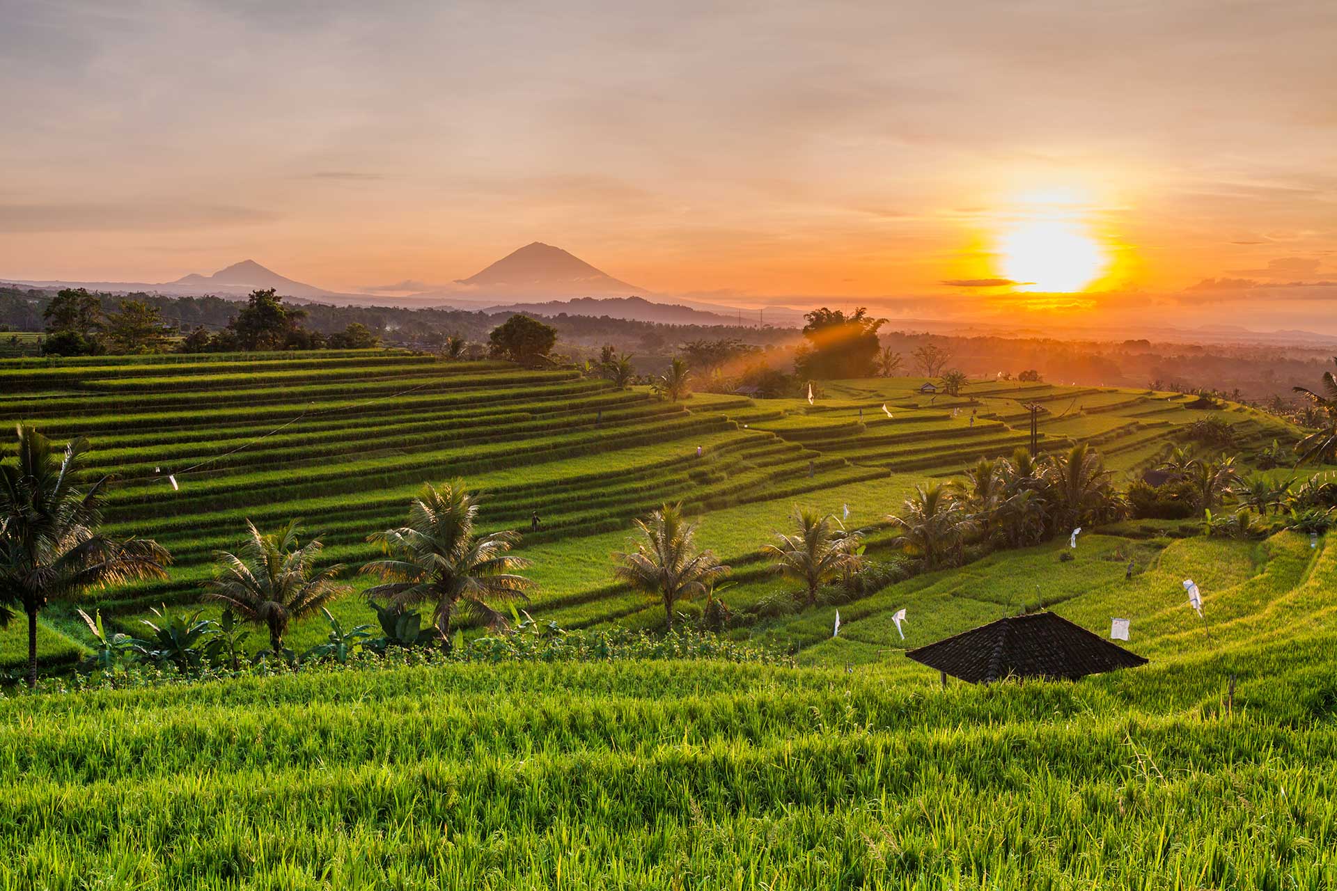 Breathtaking view of green rice terraces during a Bali tour arranged by Astagina Resort