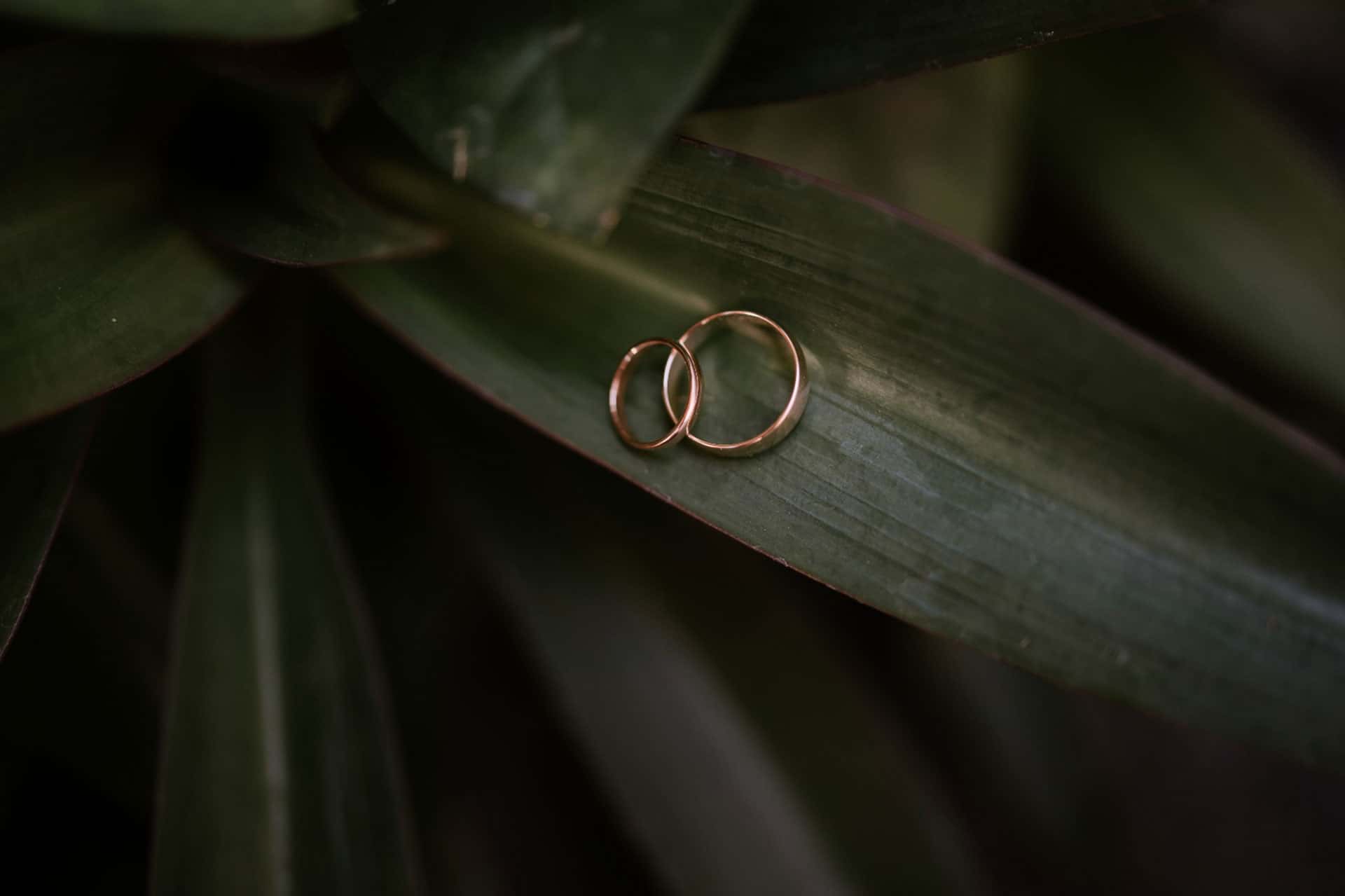 Two gold rings placed on green leaves